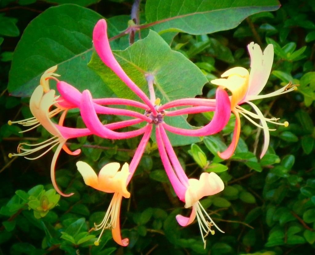 My Sunday Photo, #mysundayphoto, photography, blogging, honeysuckle