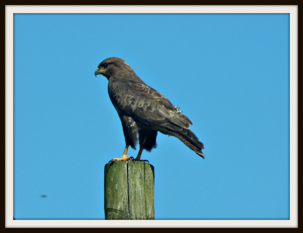 buzzard, bird of prey, #MysundayPhoto, My Sunday Photo, Silent Sunday, #SilentSunday