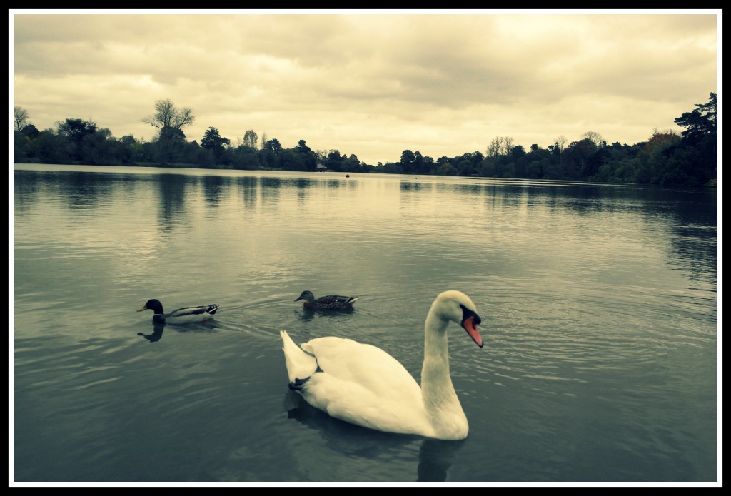 Hever Castle, photography, my sunday Photo, #mysundayphoto, blogging, dad bloggers, daddy blogger, 