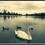 My Sunday Photo 19/10/2014 – Swan at Hever Castle