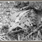 Frog in the wild (B&W photo project)