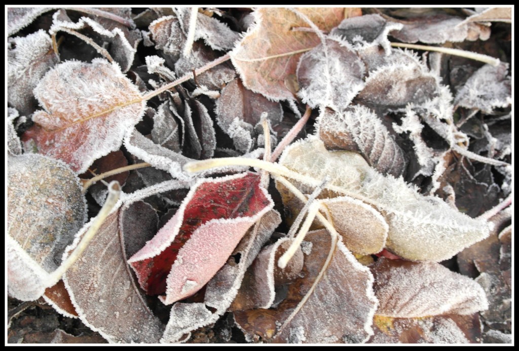 photography, blogging, leaves, frosty leaves