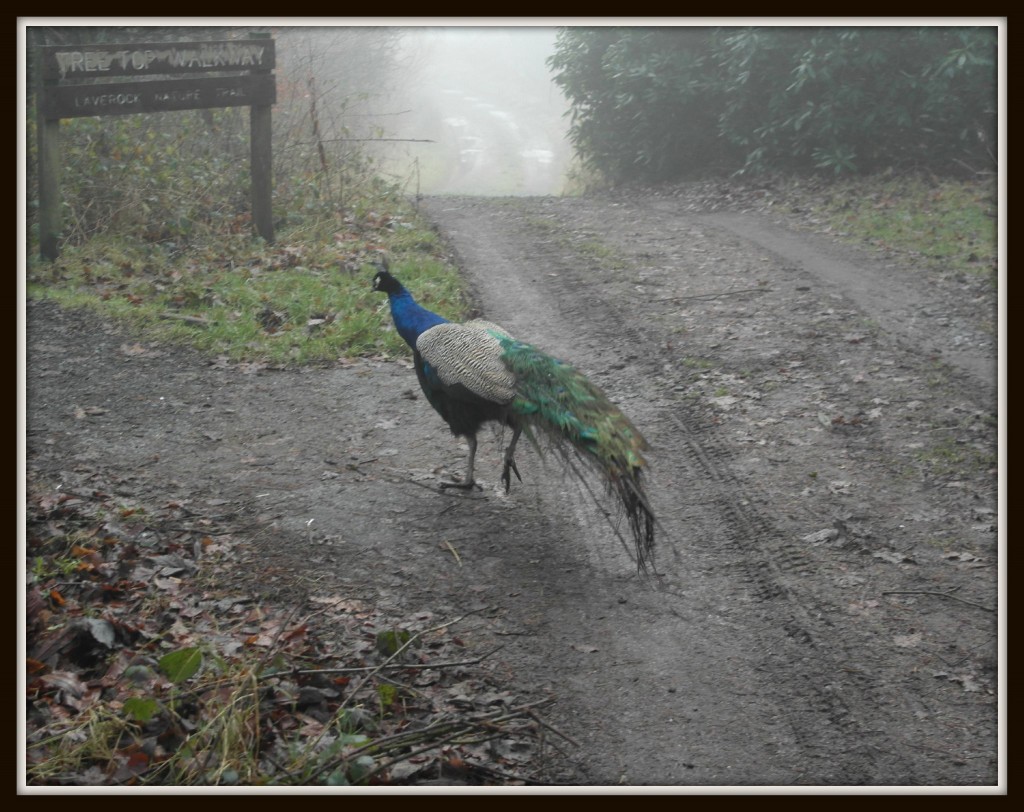 Peacock, family walk, days out, family fun, walk, Scotland