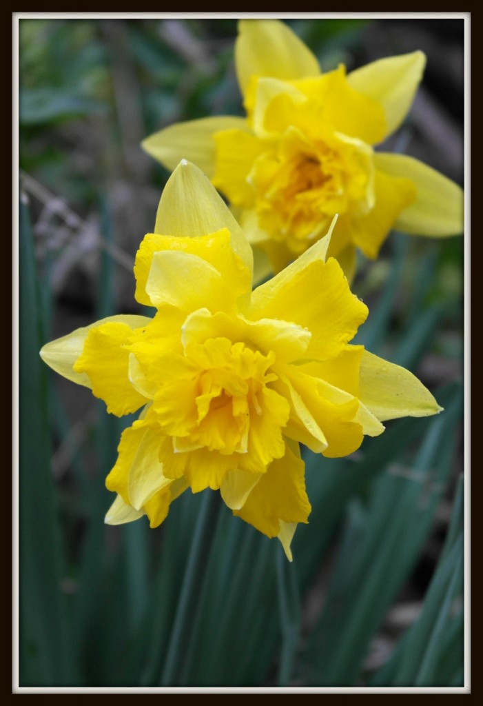 daffodil, spring, photography