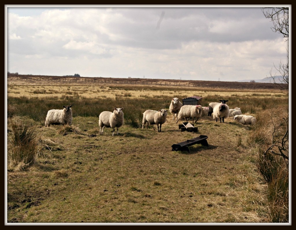 Scotland, Scottish lowlands, landscape, sheep