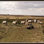Lowland landscape, with sheep! #MySundayPhoto