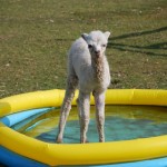 The simple beauty of the paddling pool