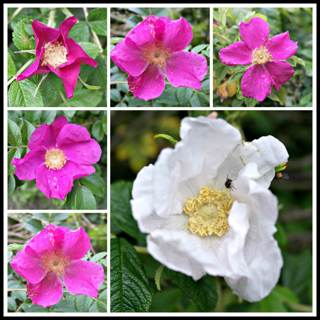 Rose, roses, wild roses, dog roses, dog rose, wild rose, photography, blogging