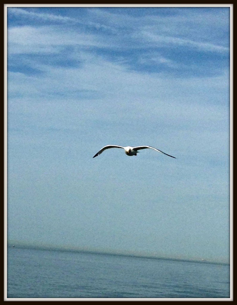 photography, blogging, seagull, Calais, ferry crossing