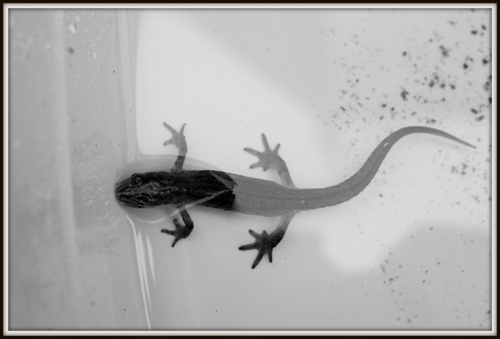 newt, lizard, smooth newt, photography, #MySundayPhoto