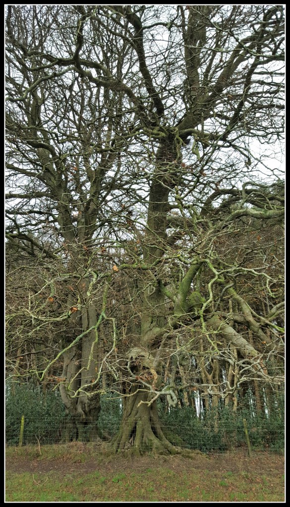 tree, thing of beauty, Wiltshire, country walk, days out with children. 