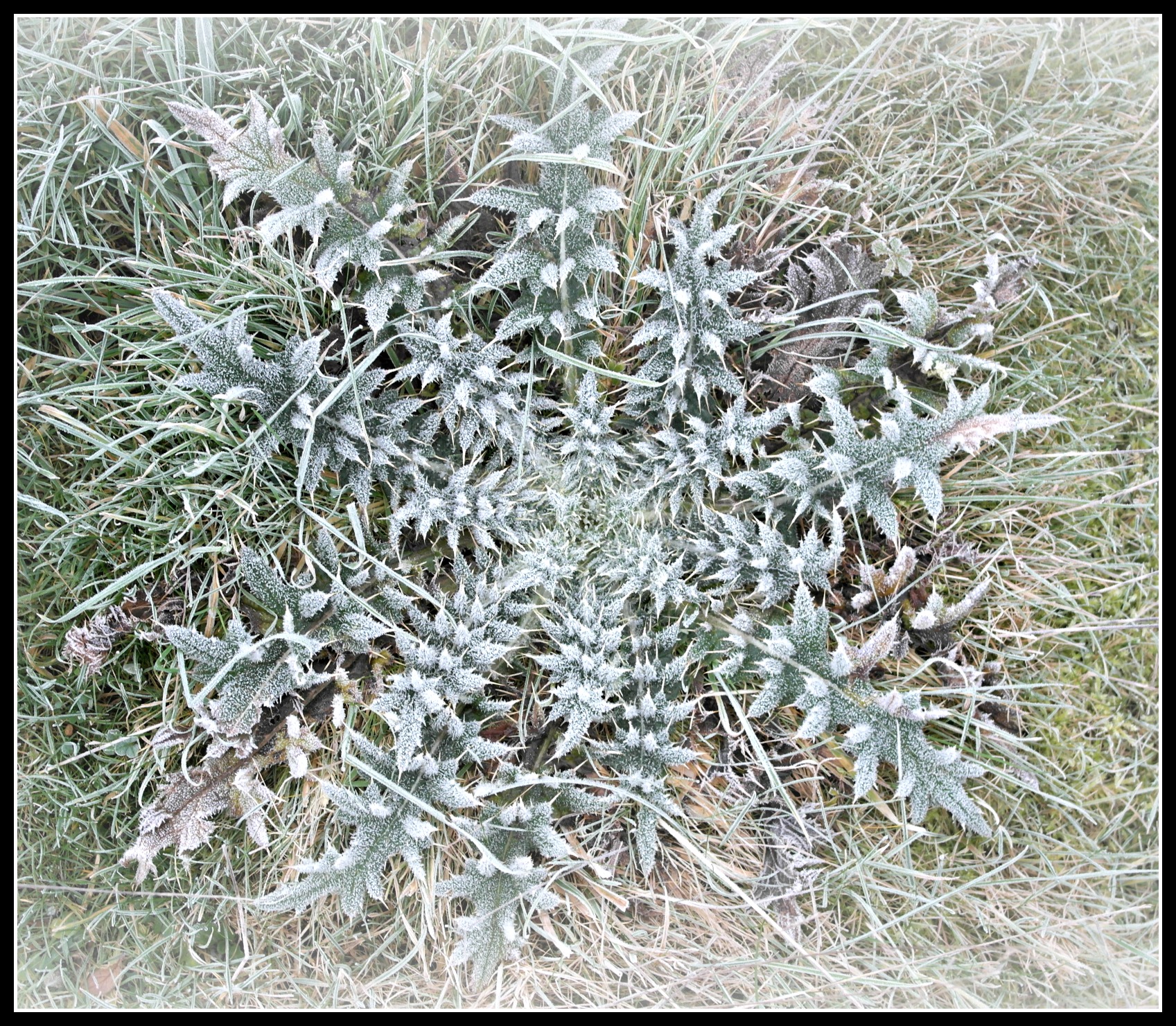 thistle, frost, photography, blogging, #MySundayPhoto, 