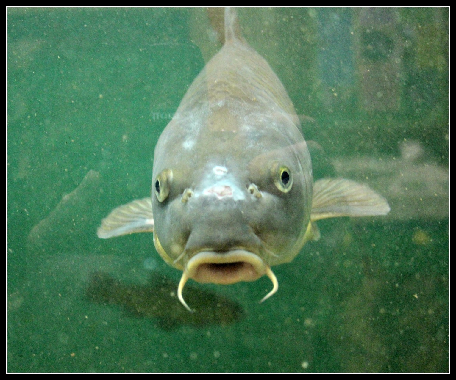 Staring fish in the face - Dad Blog UK