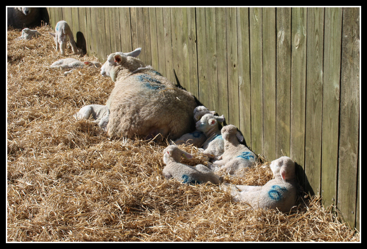 A morning at Adam Henson's Cotswold Farm Park - Dad Blog UK