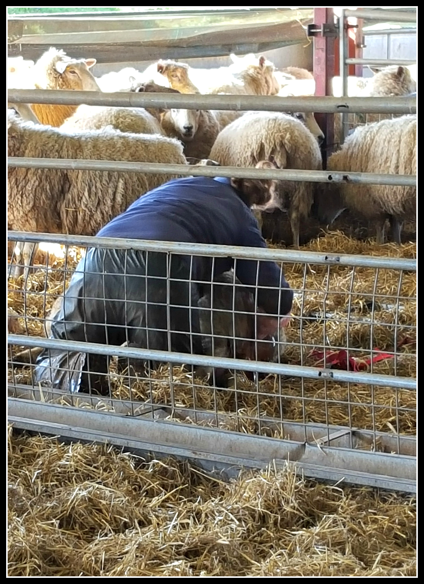 lambs, lambing, Cotswold Farm Park, Adam Henson, CountryKids, #CountryKids