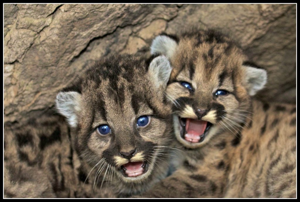 mountain lions, parenting, creative play, imagination, look in wonder