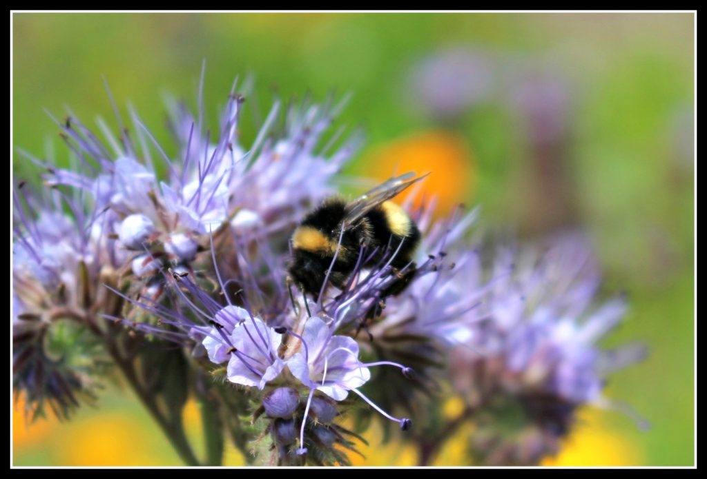 bee, photography, nature photograhy, flower photography, dad blogger, daddy blogger, MySundayPhoto, My Sunday Photo, #MySundayPhoto