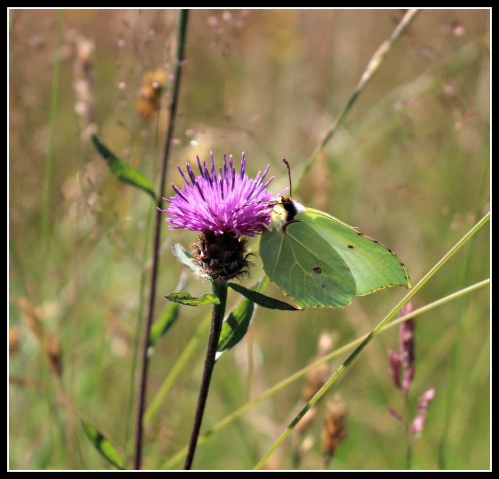 butterfly, knapweep, nature, meadow, summer's day, photography, #MySundayPhoto