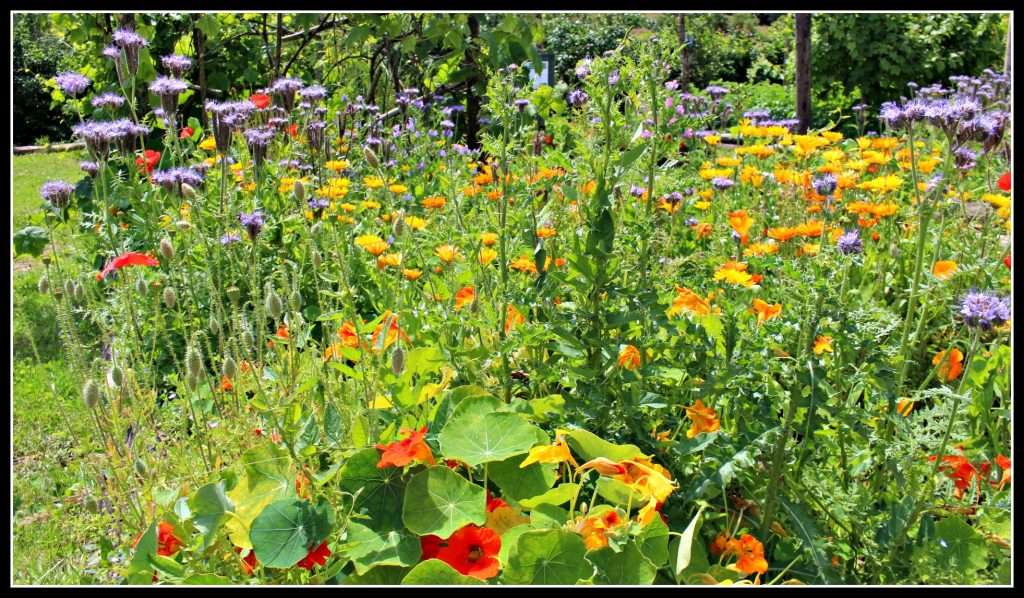 meadow grass, photography, blogging, nature photography, bee, flowers