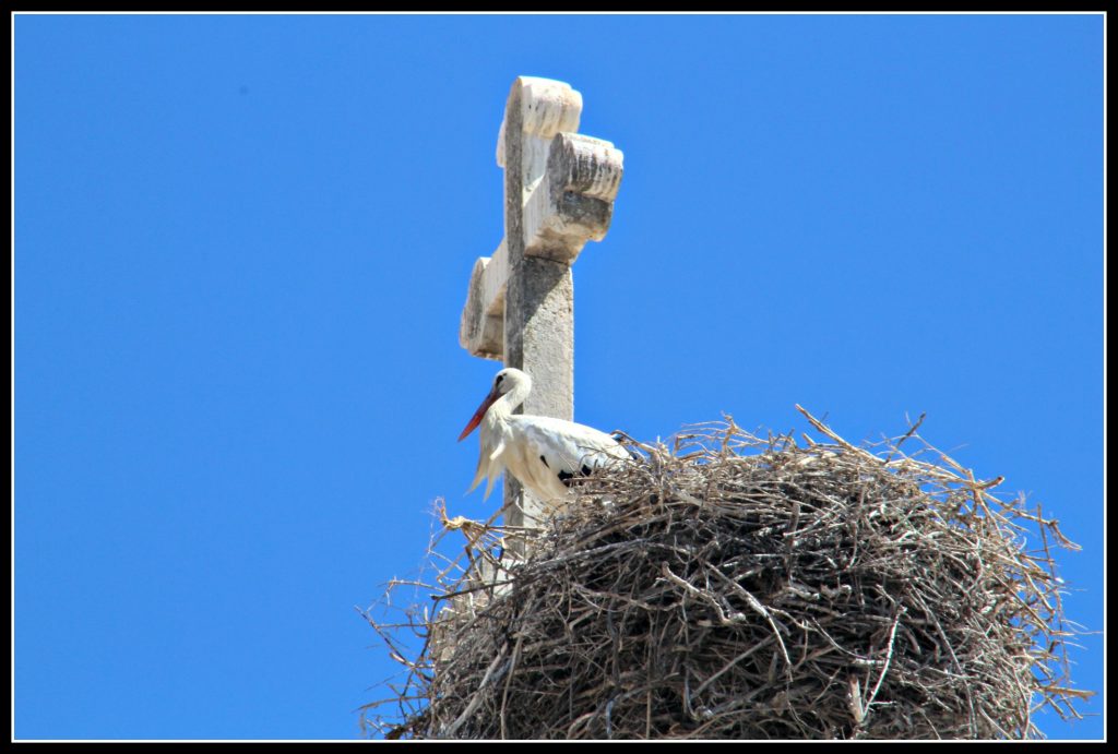  Olhão, stork, heron, photography, Portugal, Algarve, holiday, holidays, 