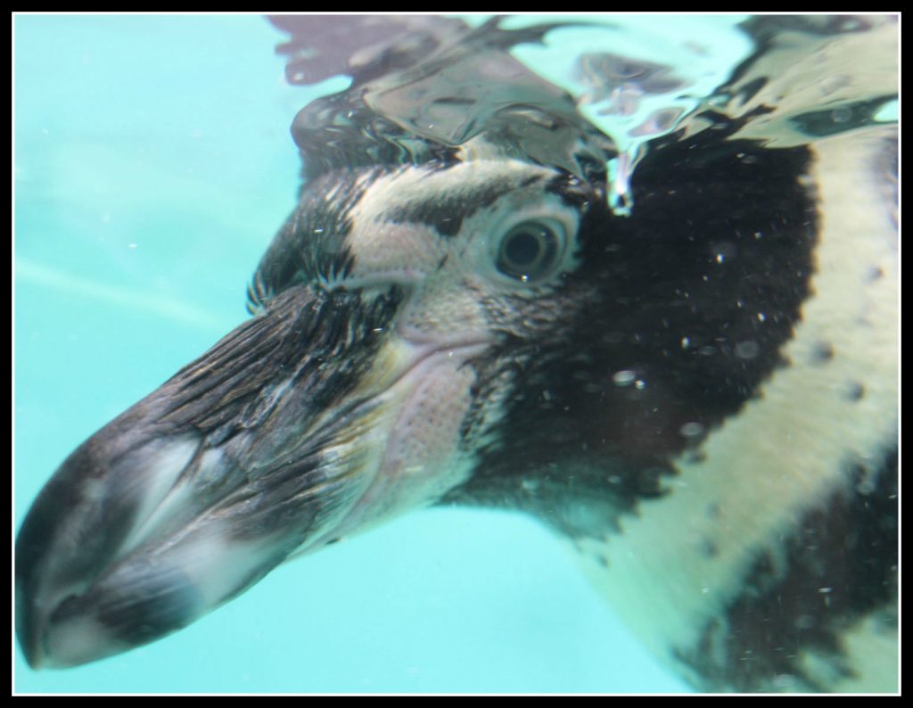 penguin, London Zoo, ZSL London Zoo, Graco,