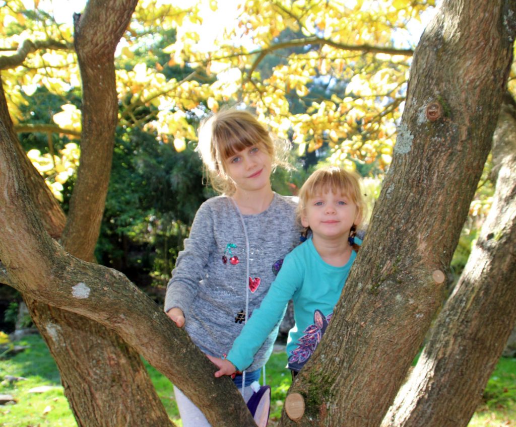 photography, blogging, climbing trees, active children, tree climbing, playing outdoors, 