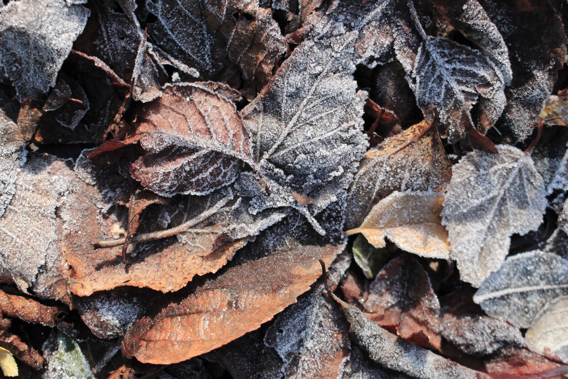 Frost, photography, photographs, MySundayPhoto, #MySundayPhoto, amateur photography