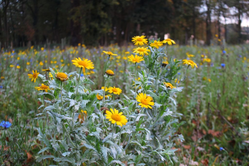 autumnal photography, flowers, colour balance, selective colour, #MySUndayPhoto, my sunday photo