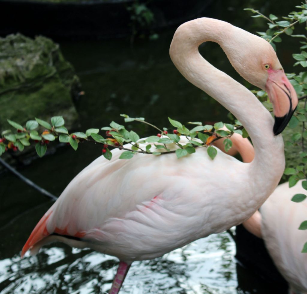 #SEhidden Gems, Kensington Roof Gardens, flamingo, London