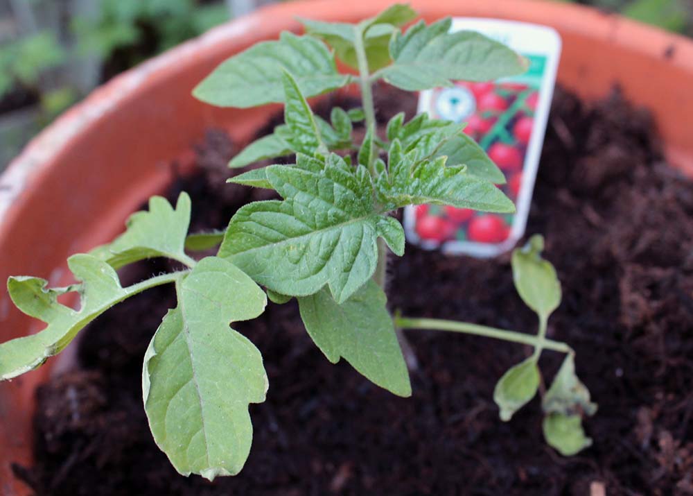 tomato plant, tomato plug plants, dadbloguk, dad blog uk, dadbloguk.com, John Adams, professional blogger John Adams, school run dad, gardening for children