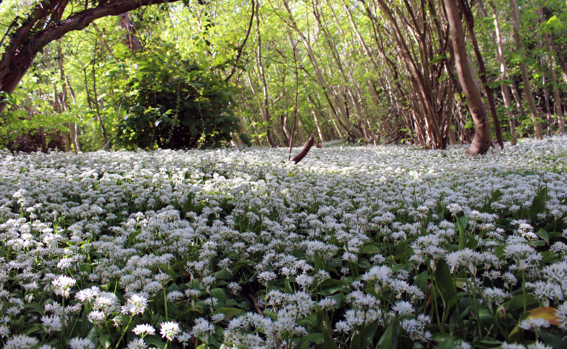 photogrpahy, dad blog uk, dadbloguk, #MySundayPhoto, my sunday photo, days out with children, nature walk