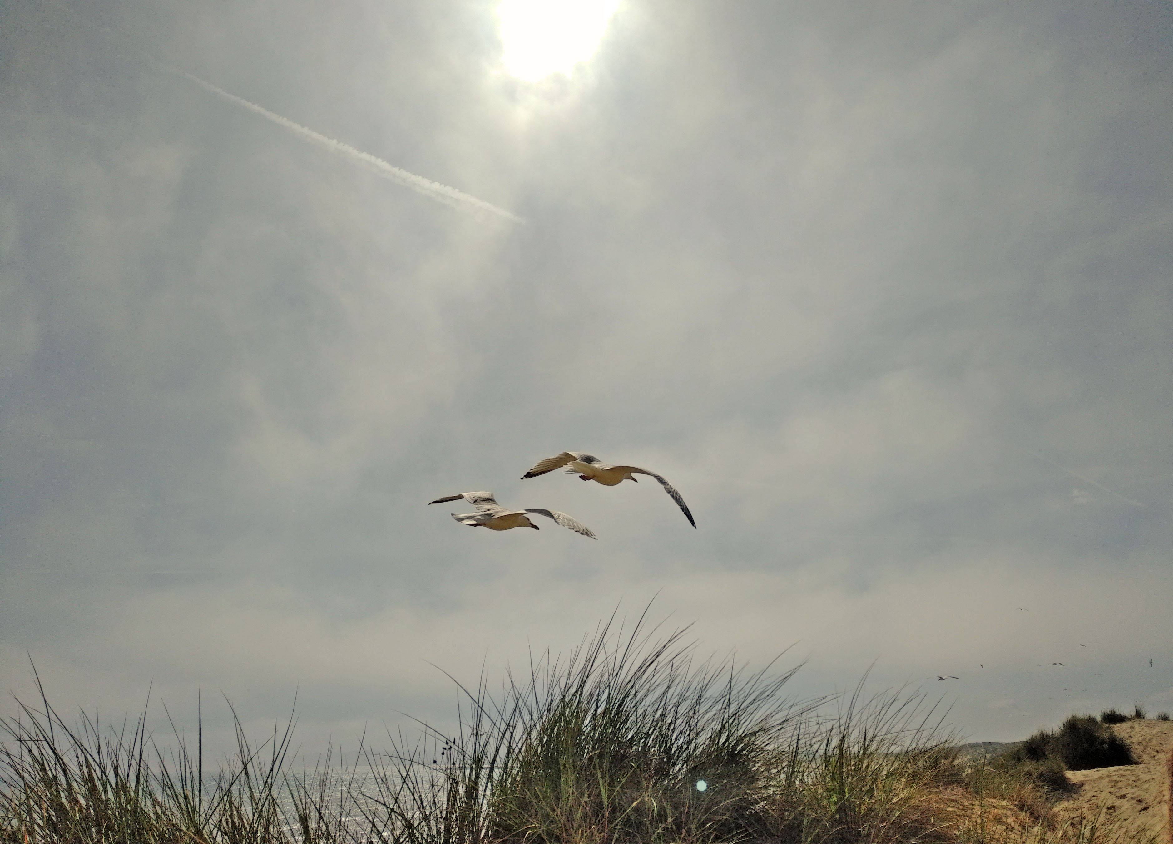 Photography, blogging, #mysundayphoto, mysundayphoto, Camber Sands, Rye, Sussex, dadbloguk, dadbloguk.com, dad blog uk, school run dad