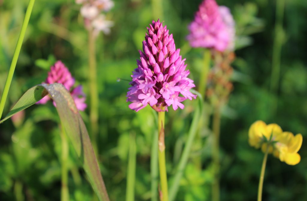 wild flower, wild flowers, photography, Photalife, #MySundayPhoto