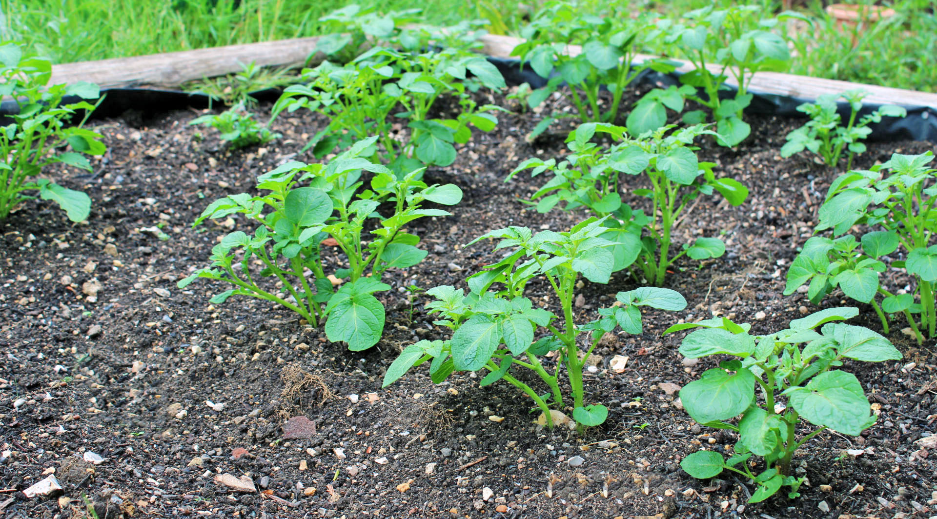 Our vegetable garden: back from the brink - Dad Blog UK