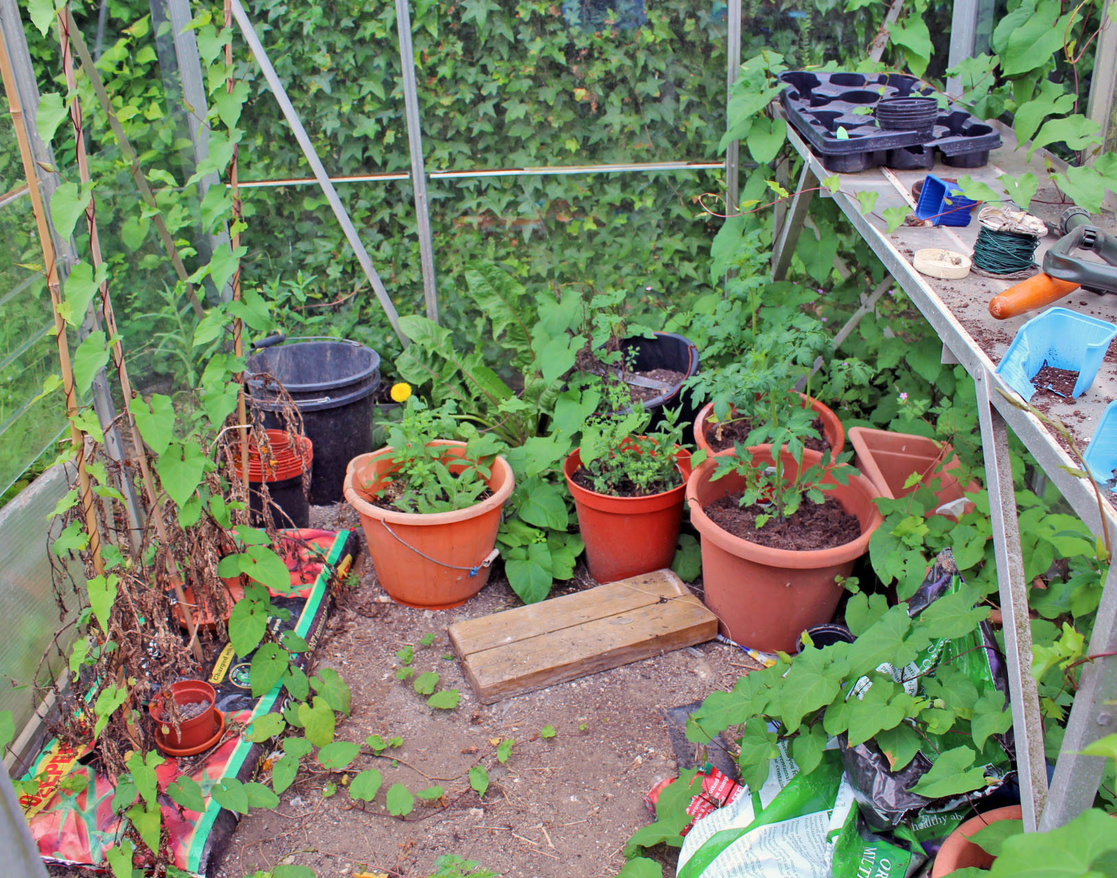 gardening, gardening with children, dad blog uk, dadbloguk.com, school run dad