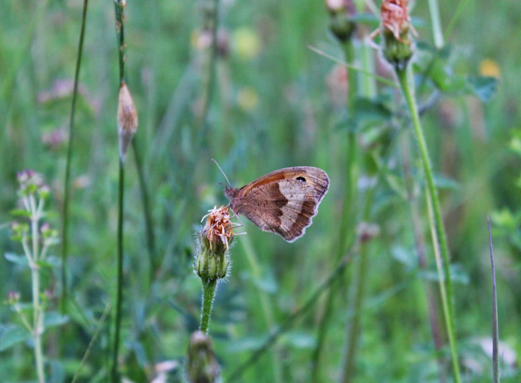 butterfly, moth, photography, dad blog uk, dadbloguk.com, dadbloguk, school run dad