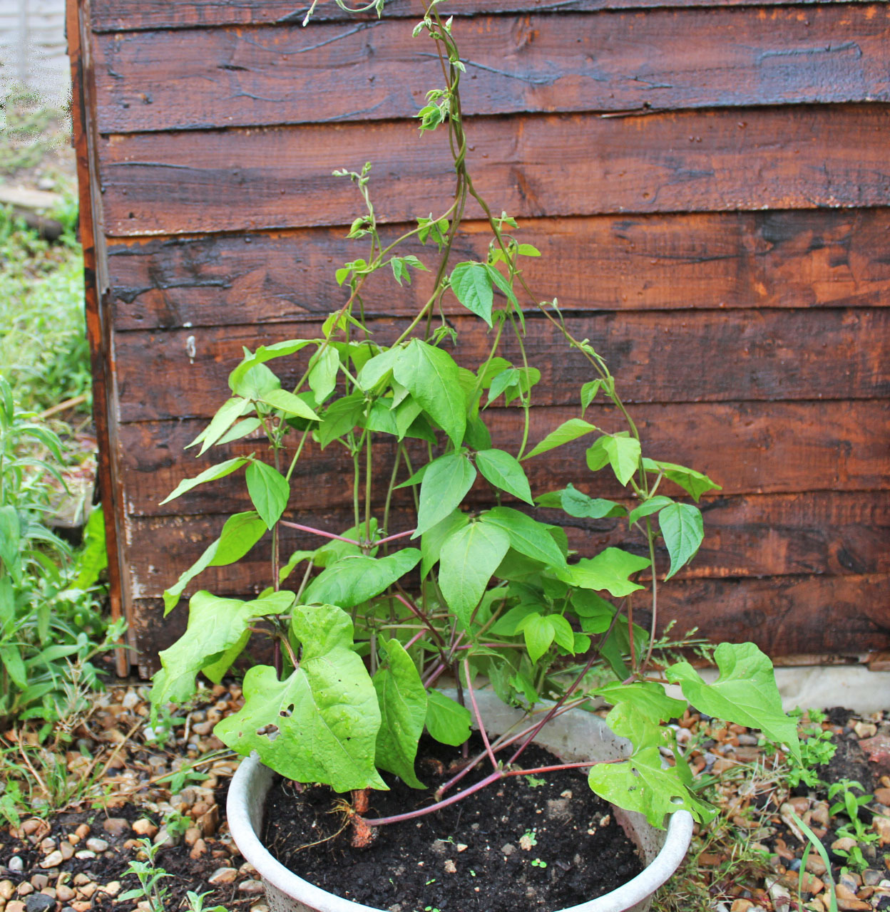 gardening, gardening with children, dad blog uk, dadbloguk.com, school run dad