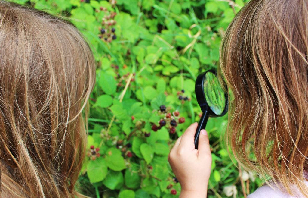 foraging, fruit shoot, Robinsons, Fergus Drennan, dad blog uk, dadbloguk.com, dad blog uk, school run dad