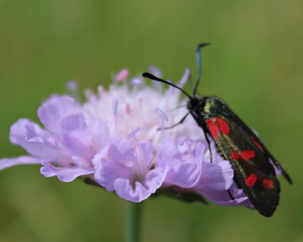 photographing butterflies, butterfly, moth, photography, MySUndayPhoto, #MySundayPhoto, common land, nature photography, dadbloguk, dad blog uk, dadbloguk.com, school run dad, 