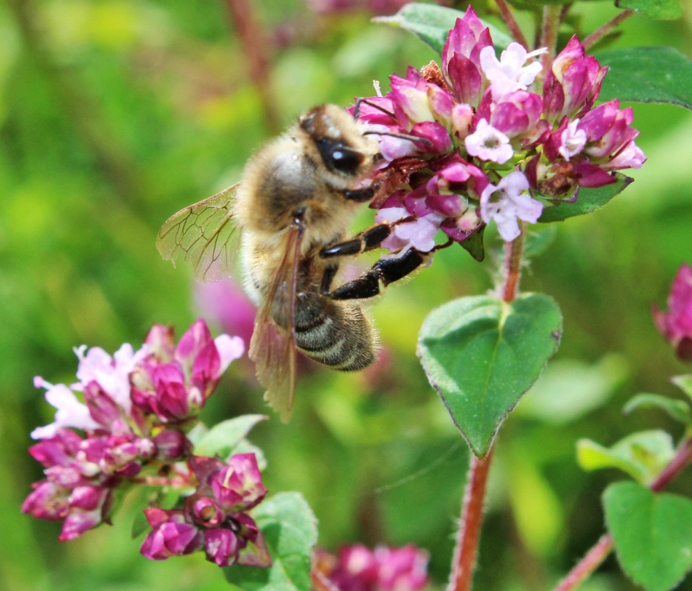 been honey bee, collecting pollen, #MySUndayPhoto, ddbloguk, dad blog yuk, dad bloguk.com, school run dad