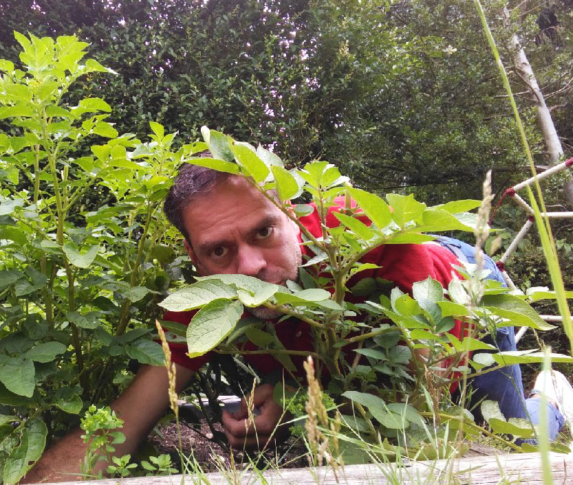 growing potatoes, gardening with children, gardening for kids, dad blog uk, dadbloguk.com, dadbloguk, school run dad