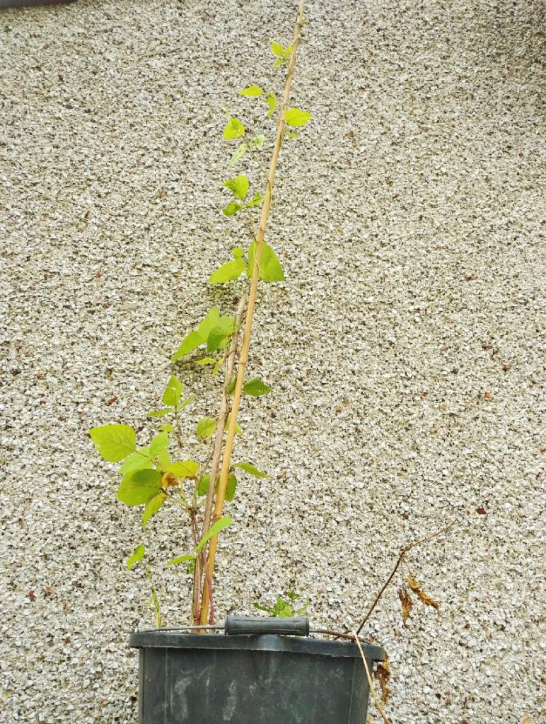 gardening with children, gardening for children, growing runner beans, 