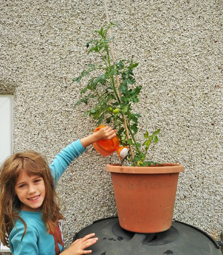 gardening, gardening with kids, gardening with children, growing tomatoes, dad blog uk, dadbloguk, dadbloguk.com, school run dad