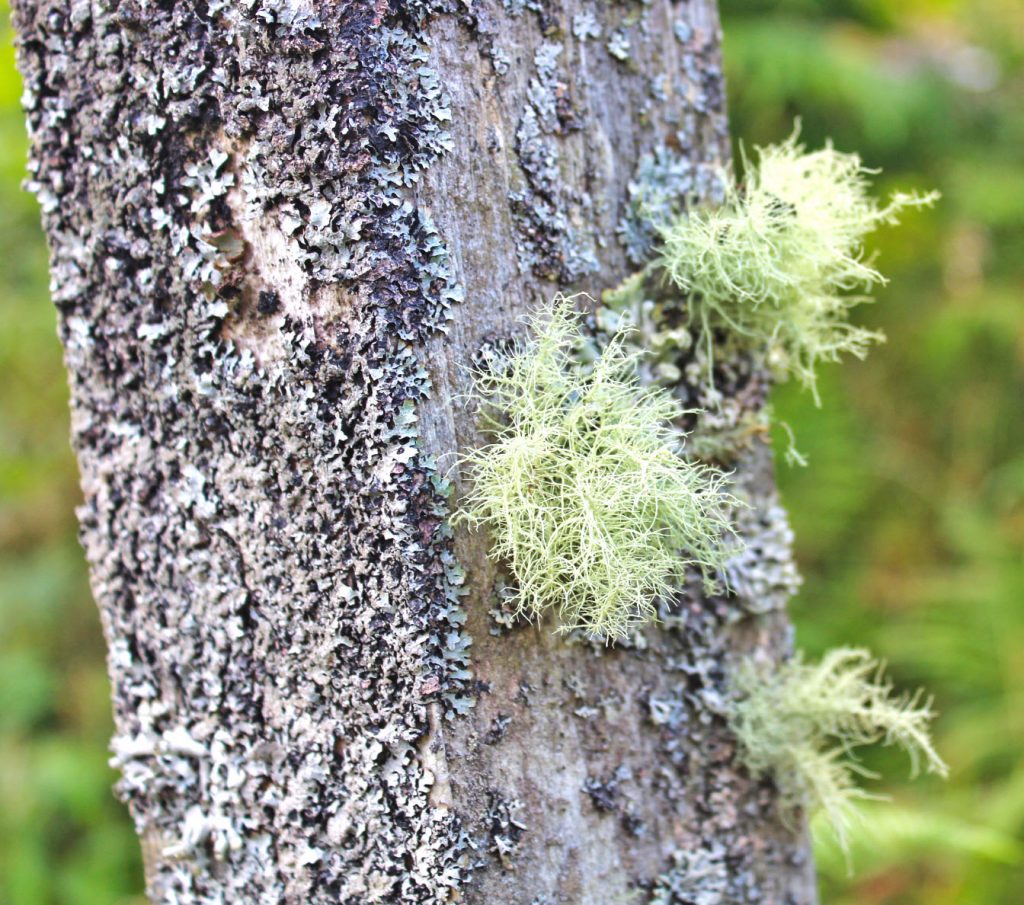 Photography, lichen, moss, West Scotland, dadbloguk, dadbloguk.com, dadbloguk, stay at home dad, school run dad, holidays, holiday