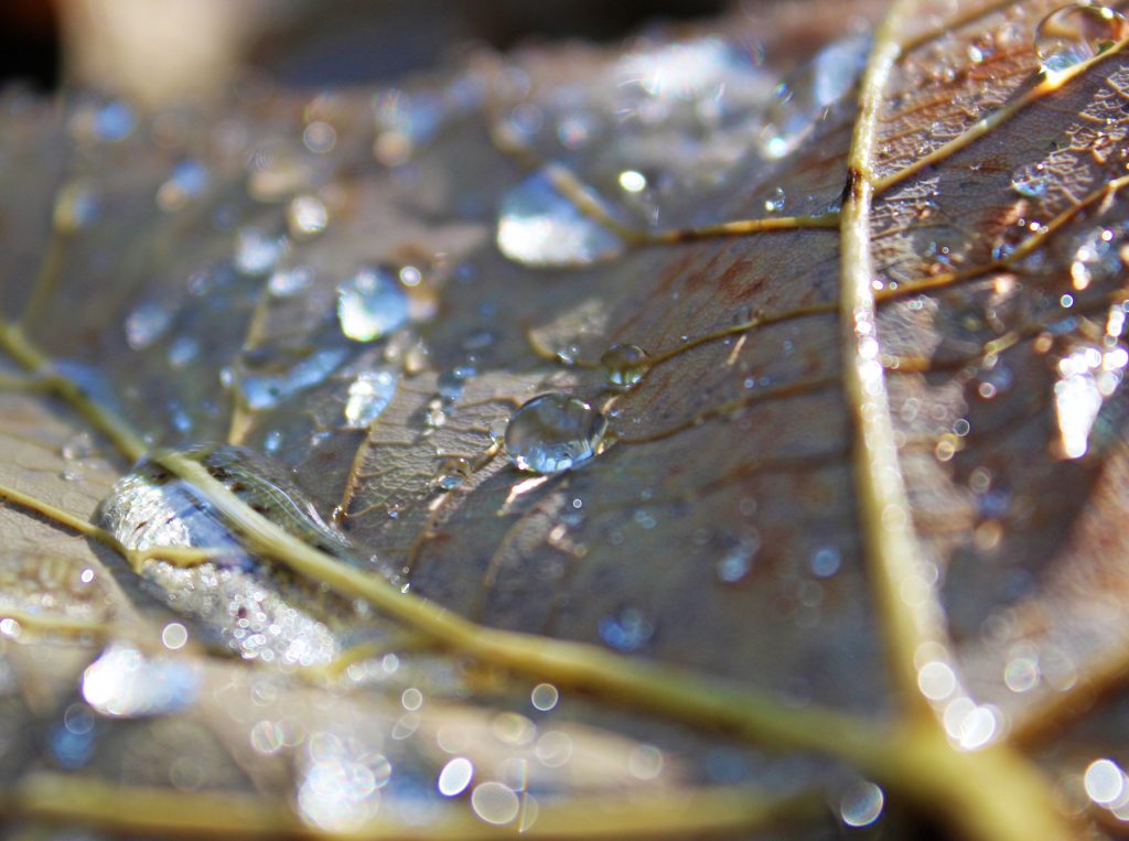 raindrops, Gatton Park. rain, rain drops, rain drop, raindrop, photography, #MySundayphoto, Photalife.com, dadbloguk, dadbloguk.com, dad blog uk, schol run dad, stay at home dad, daddy blogger