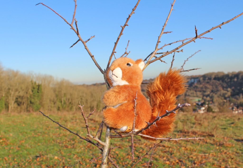 happy marriage, long marriage, toy, toy in tree, countryside, dadbloguk, dadbloguk.com, dad blog uk. 