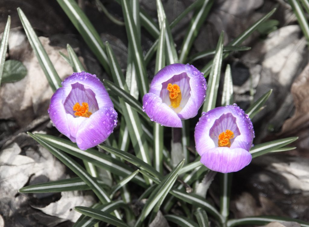 crocus, selective colour, photogrpahy, mysundayphoto, #mysundayphoto, dadbloguk, dadbloguk.com, dad blog uk, uk dad blogger, daddy blogger, school run dad, sahd