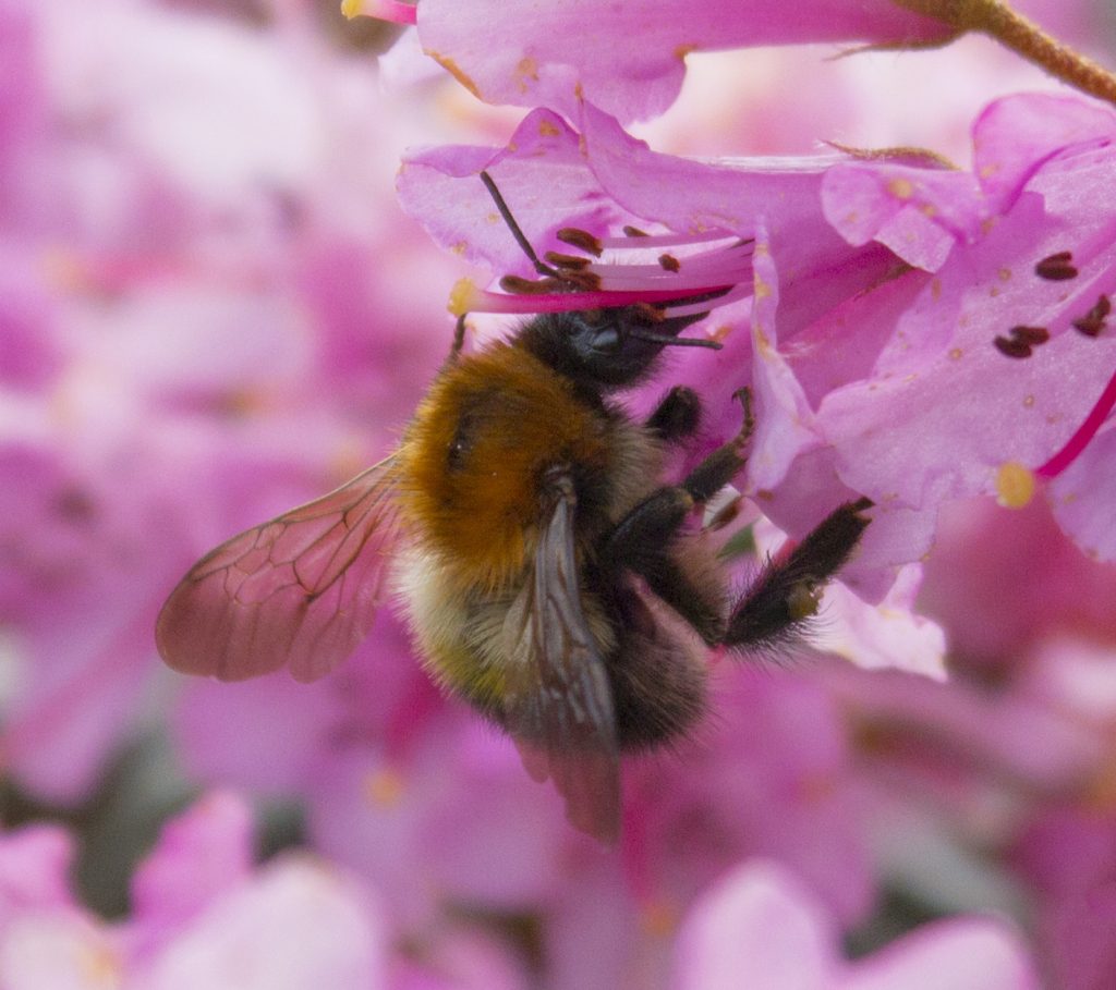 bee collecting pollen, bee, burst mode, sports mode, photography, #mysundayphoto, dadbloguk, dad blog uk, dadbloguk.com, school run dad, National trust