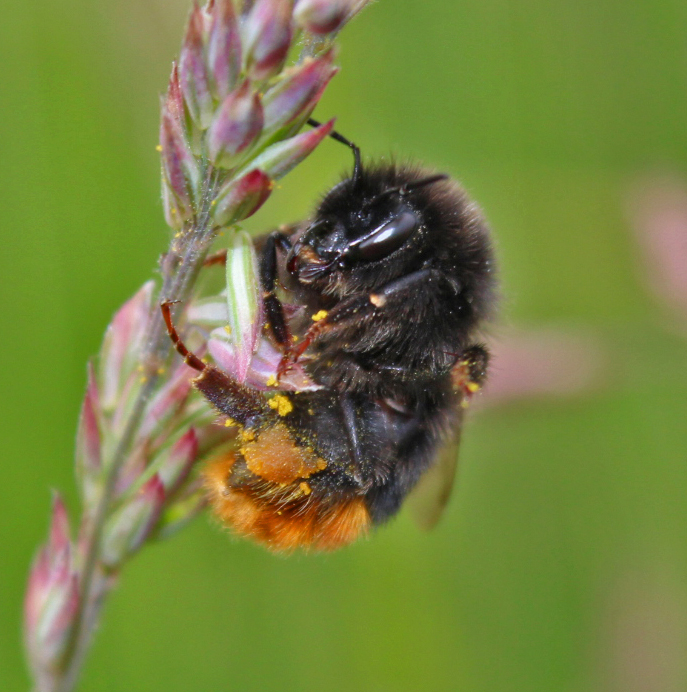 bee, bee photography, nature photography, photography, photography blogger, dad blog uk, dadbloguk, dadbloguk.com, uk dad bloggers, school run dad, #srd, #mysundayphoto