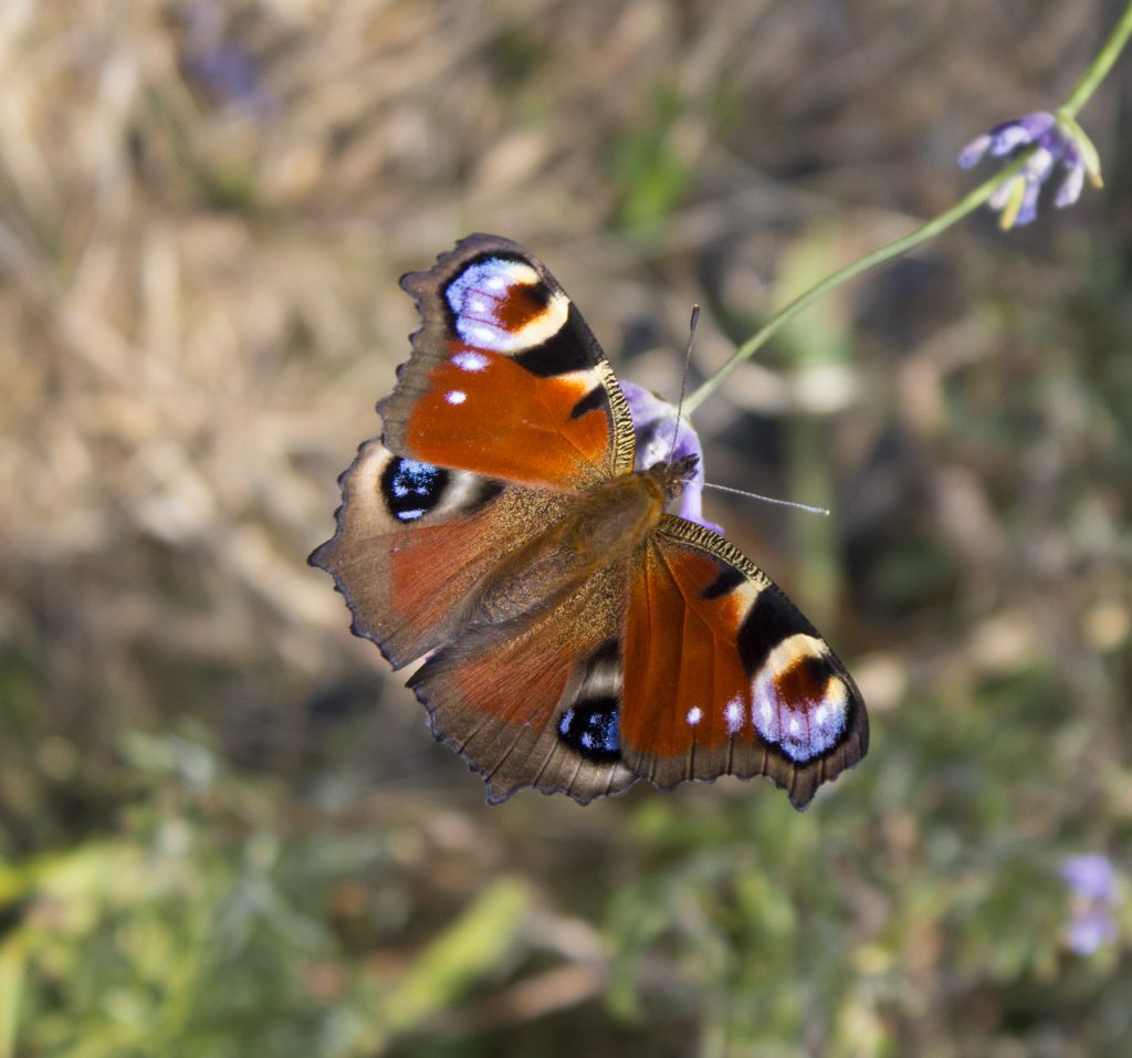 butterfly, mysundayphoto, photography, blogger, blogging, dadbloguk, dadbloguk.com, dad blog uk, school run dad, mayfield Lavender far,, lavender